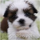 광산농장 | 광주 광산구강아지분양 행복한 표정을 짓는 저희 집 강아지