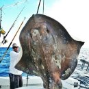 아싸가오리 이미지