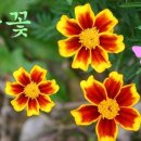 GTQ 포토샵 이미지