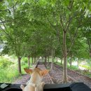 바이크애견 이미지