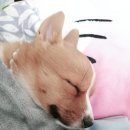 이쁘개 이쁘개 이미지