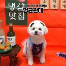 멍균관대 이미지