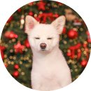 이쁘다 멍 | 🎄 멍프리스쿨 &amp; 동글사진관 크리스마스 에디션 📸