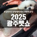 페따미꼬 | 제 17회 2025 광주 펫쇼 방문 후기 :: 30만원어치 간식, 사료 산 후기