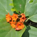 코르디아 이미지