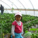 왕징농장 이미지