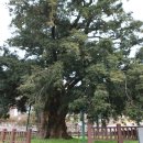 상만리 비자나무 이미지