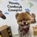 알콩달콩 애견샵 이미지