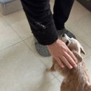 피그멜리온 이펙트 이미지