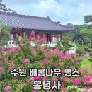 꽃채궁 | 수원 배롱나무 명소 봉녕사 배롱나무 실시간 다례체험 후기
