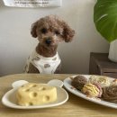 트렌독 | 강아지생일케이크 수제간식 치즈케이크로 생일파티 후기