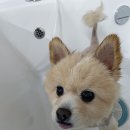 베베호텔 유치원 & 애견스파 이미지