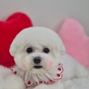 아모르 댕 이미지