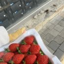 자이언트청과