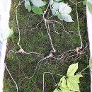 맑고 향기롭게 이미지