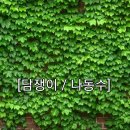 담쟁이 이미지