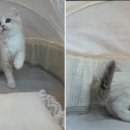 도그마루 강아지고양이 목동점 이미지