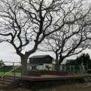 제주하도바당 이미지