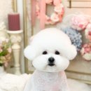 비쥬펫