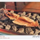 고양이는외계인 이미지