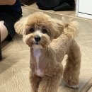 도담펫 이미지