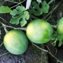 하늘타리 이미지