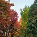 은행나무종합동물병원 | 성남시 식물원[은행식물원] 단풍명소 가을나들이 | 운영정보, 주차, 반려동물🚫