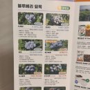 수지농장 | 집 베란다에서 블루베리 키우기 깨비농장 수지블루 묘목 키트