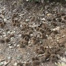 밤까시목장 이미지