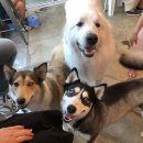 네발총총 이미지