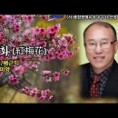 홍매화(紅梅花) / 시 宗南/배근익 / 낭송 서미영 / 사단법인 종합문예유성 우수시 선정 / 영상제작 서미영 이미지