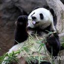 판다(PANDA)통신 이미지