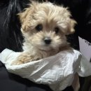 광주강아지분양 애견만세 이미지