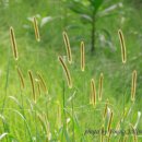 강아지풀 이미지