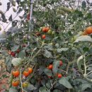 해뜬농장 이미지