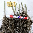 무늬바위취/물레대품/모시대/참나물/우산대품/뻐꾹채/작은용담/산나리(털중나리혼합)남은량/참으아리 가격인하 이미지