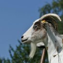 어리염소 이미지