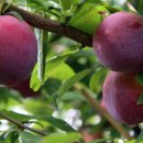 신태양농장 이미지