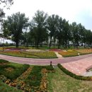 보강천 미루나무숲 이미지