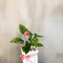 사파동420 이미지