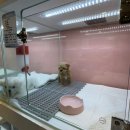 부산 강아지분양 브라비펫 2호점 | 최고급 시설을 갖춘 프리미엄 펫샵, 부산강아지분양 전문 브라비펫