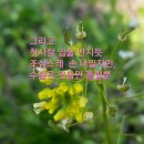 꽃다지 이미지