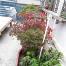 블루콘텔 이미지