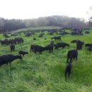 알콩달콩 흑염소 농장 이미지