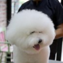 루이션 이미지