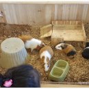 마리앤쥬 이미지