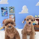 원애견샵 이미지