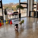 왈가왈부애견 이미지