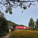 🌻 [김해 장유 브런치] 꽃밭 뷰 끝판왕! '까페모하' 무화과 샌드위치 & 크림 뇨끼 솔직 후기