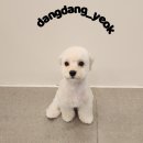 애견미용실 이미지